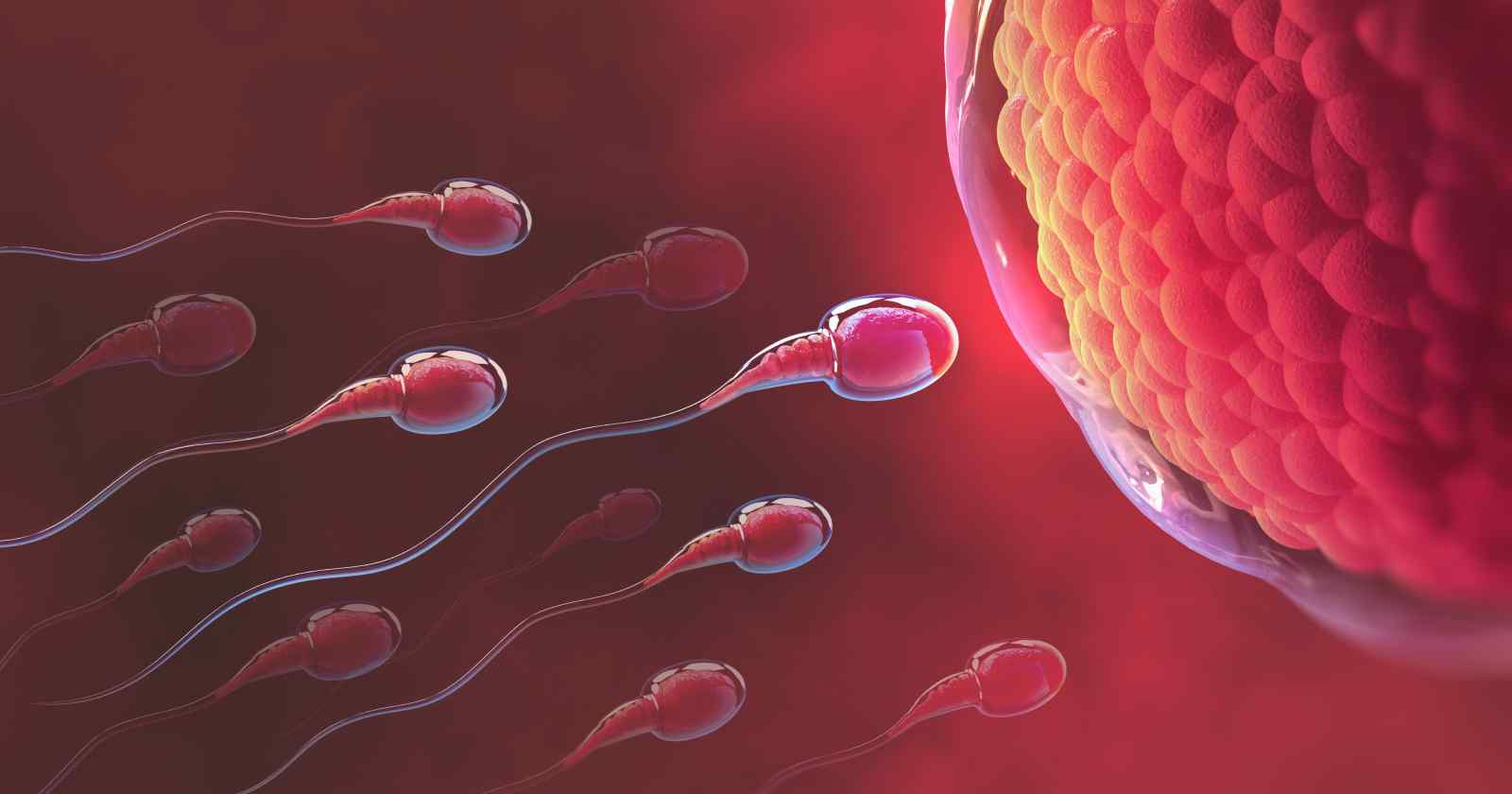 Mitos y realidades sobre la fertilidad